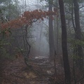 Fog and rain11.jpg